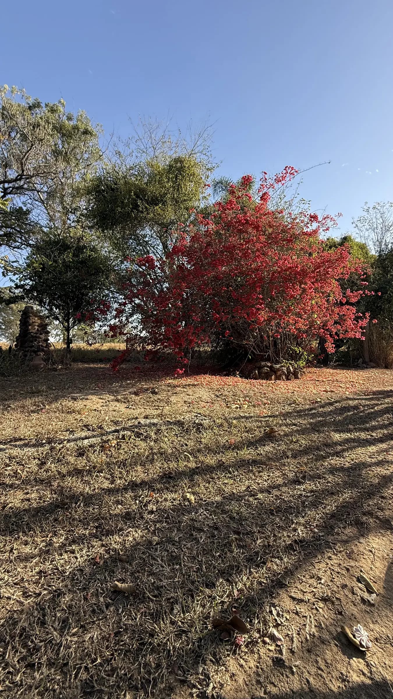 Árvore de flores vermelhas no terreno do Planícies da Serra, ao fim da tarde